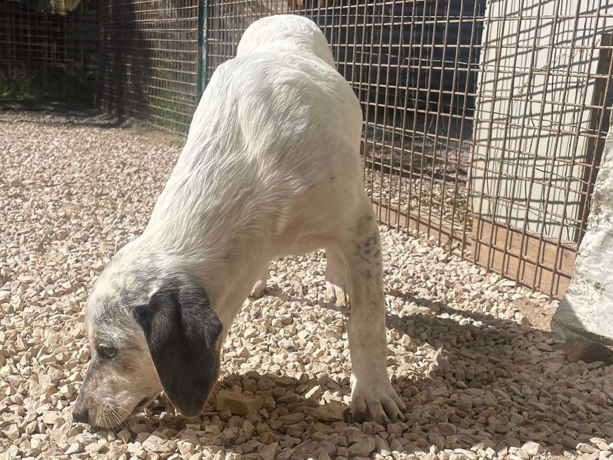 Adotta un cane, femmina, 3 mesi, Frosinone