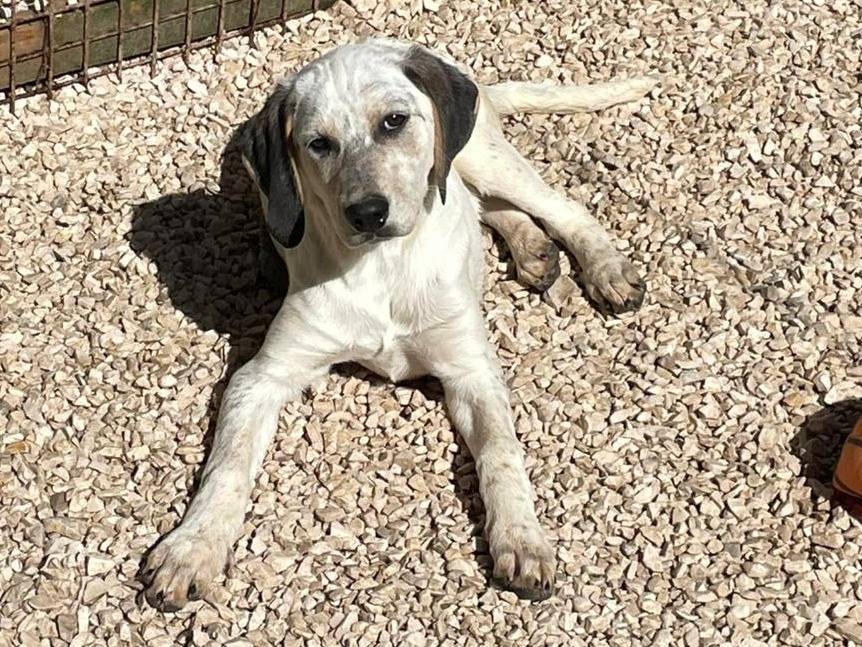 Adotta un cane, taglia media, femmina, Frosinone