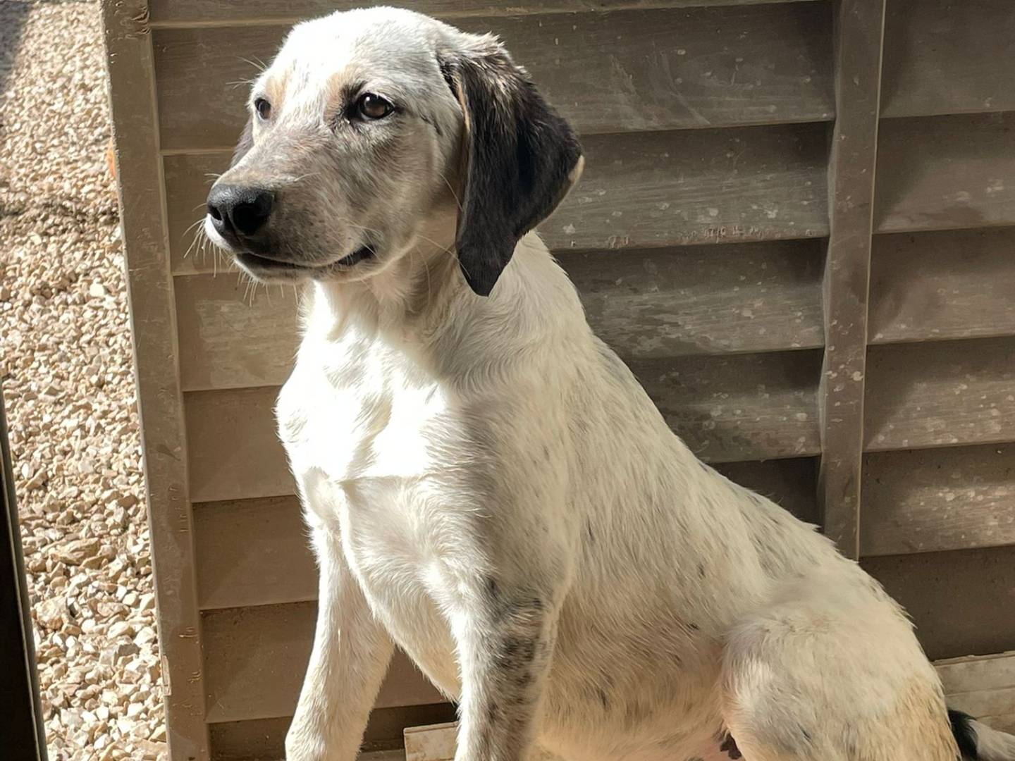 Vuoi adottare un cane a Frosinone?