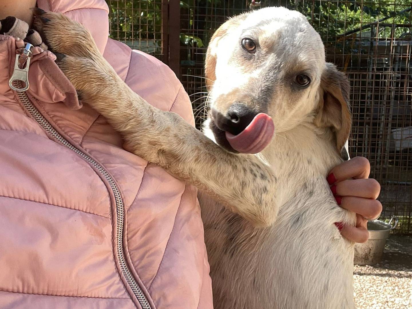 Adotta il cane SIRYA a Frosinone