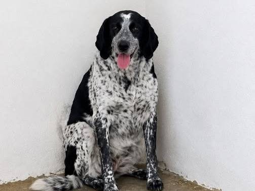 Adozione cane, femmina, Razza sconosciuta Razza sconosciuta, 7 anni e 9 mesi, taglia grande, Crotone