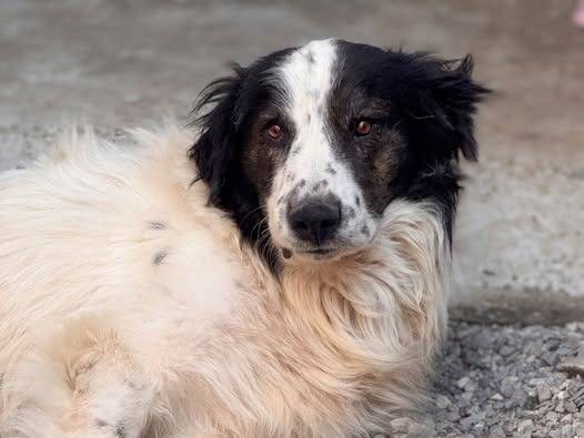 Adozione cane, maschio, Razza sconosciuta Razza sconosciuta, 2 anni e 1 mese, taglia grande, Crotone