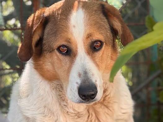 Adozione cane, femmina, Razza sconosciuta Razza sconosciuta, 4 anni e 9 mesi, taglia grande, Crotone