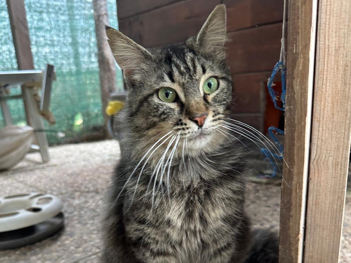 Adozione gatto, maschio, Razza sconosciuta Razza sconosciuta, 1 anno e 11 mesi, taglia non valida, Roma