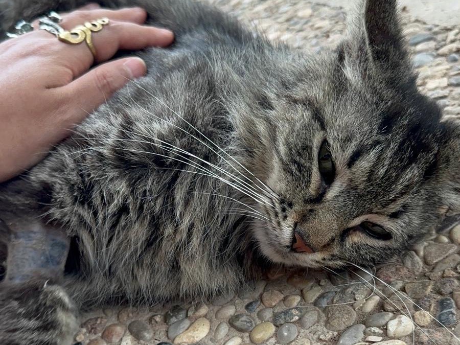 Adotta un gatto, maschio, 1 anno e 11 mesi, Roma