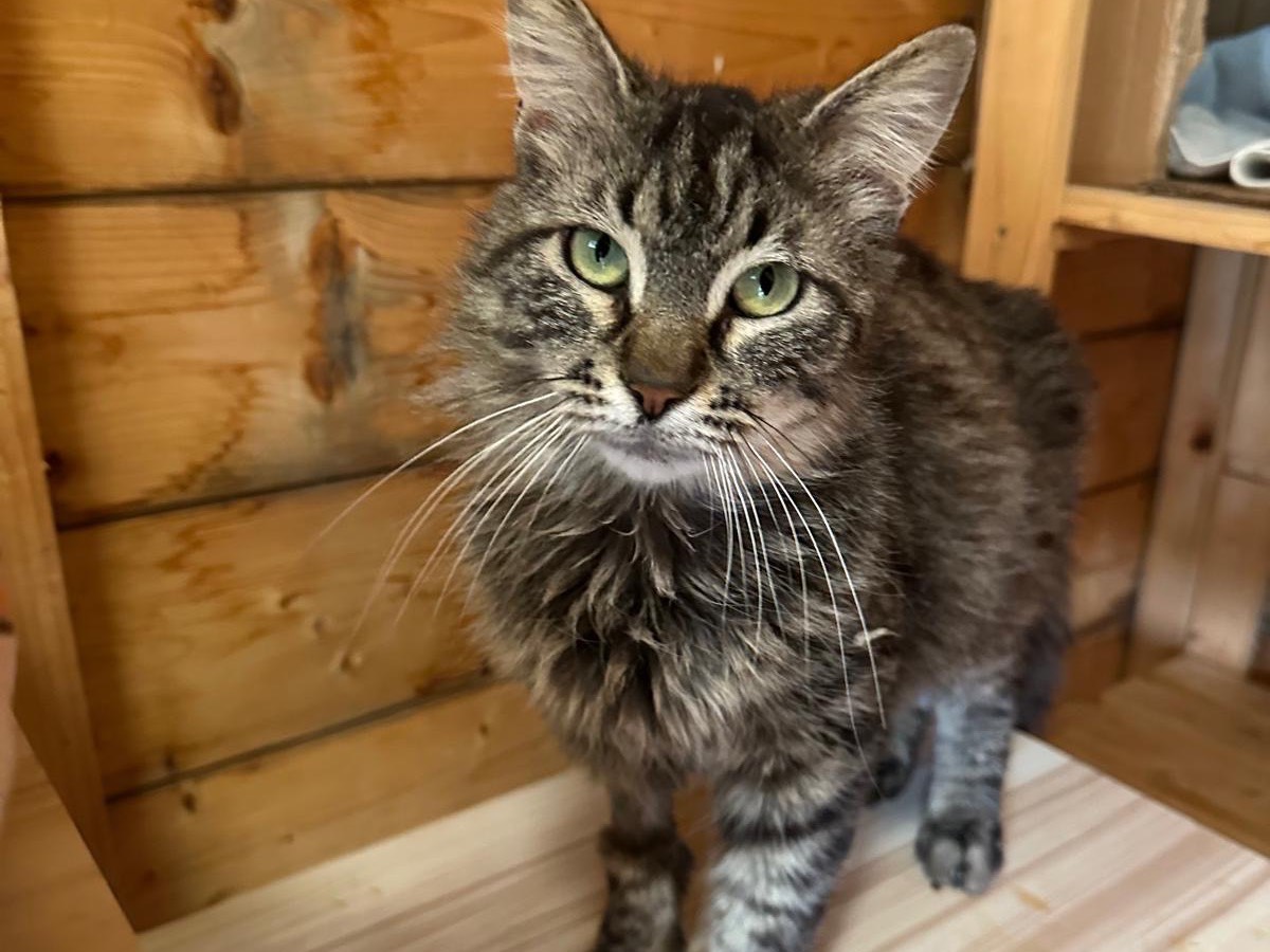 Adotta un gatto, taglia non valida, maschio, Roma