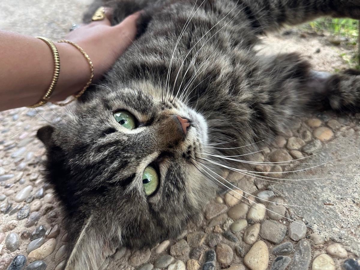 Vuoi adottare un gatto a Roma?