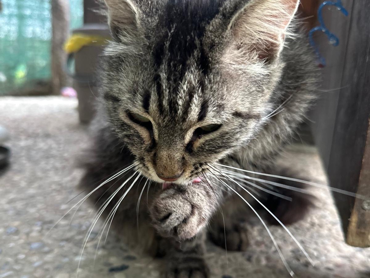 Adotta il gatto Pascià a Roma
