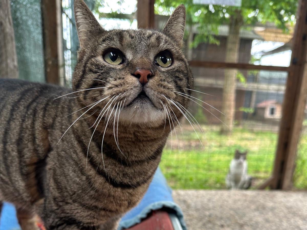 Adozione gatto, maschio, Razza sconosciuta Razza sconosciuta, 2 anni e 11 mesi, taglia non valida, Roma