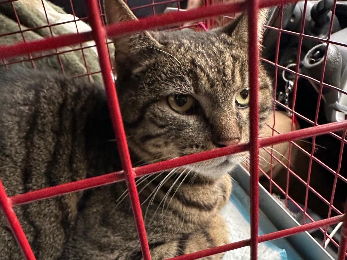 Adotta un gatto, maschio, 2 anni e 11 mesi, Roma