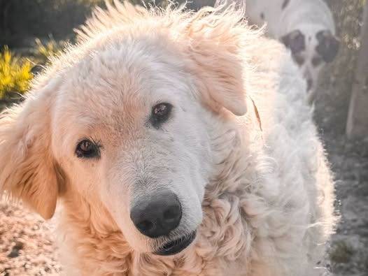 Adozione cane, femmina, Pastore maremmano Razza sconosciuta, 4 anni e 7 mesi, taglia grande, Crotone