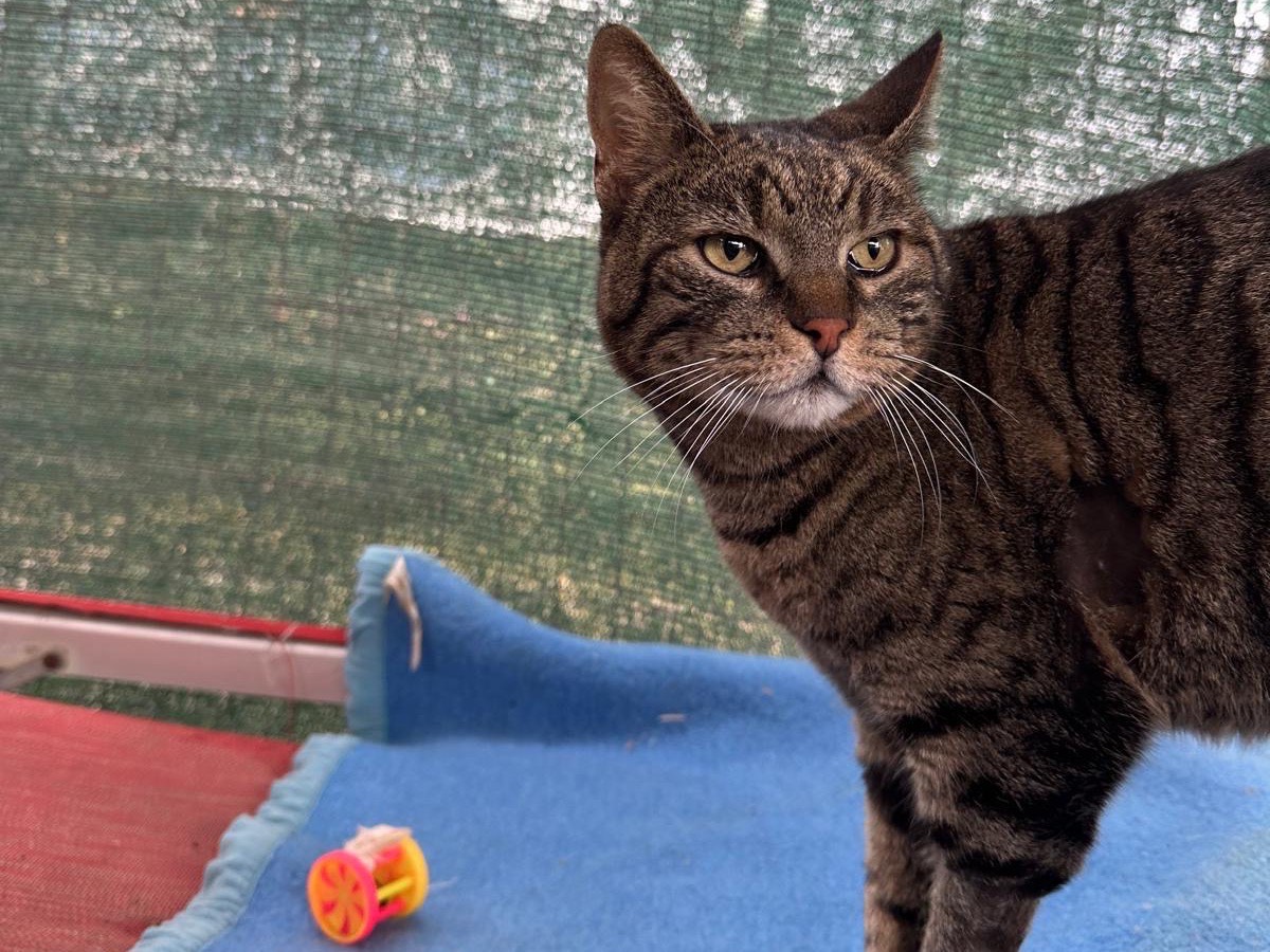 Adotta un gatto, taglia non valida, maschio, Roma