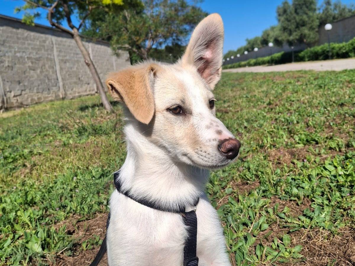 Adozione cane, femmina, Razza sconosciuta Razza sconosciuta, 3 mesi, taglia media, Bari