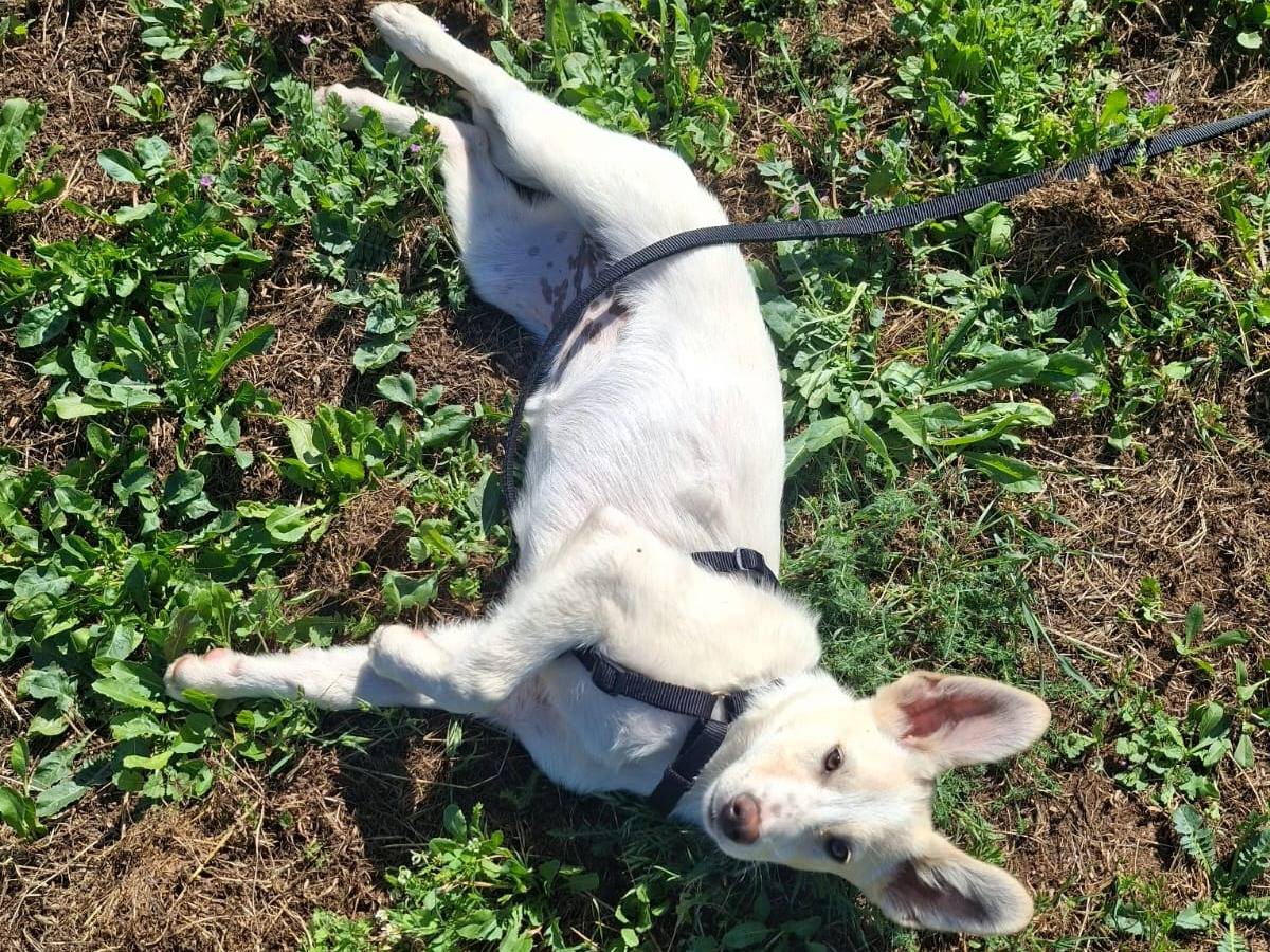 Adotta un cane, femmina, 3 mesi, Bari