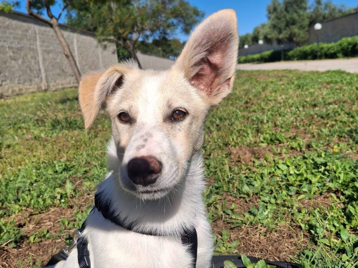 Adotta un cane, taglia media, femmina, Bari