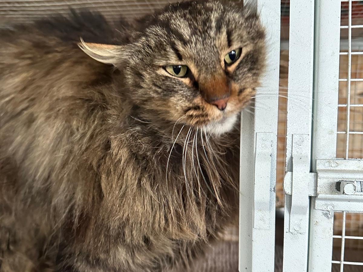Adozione gatto, maschio, Razza sconosciuta Razza sconosciuta, 1 anno e 11 mesi, taglia non valida, Roma
