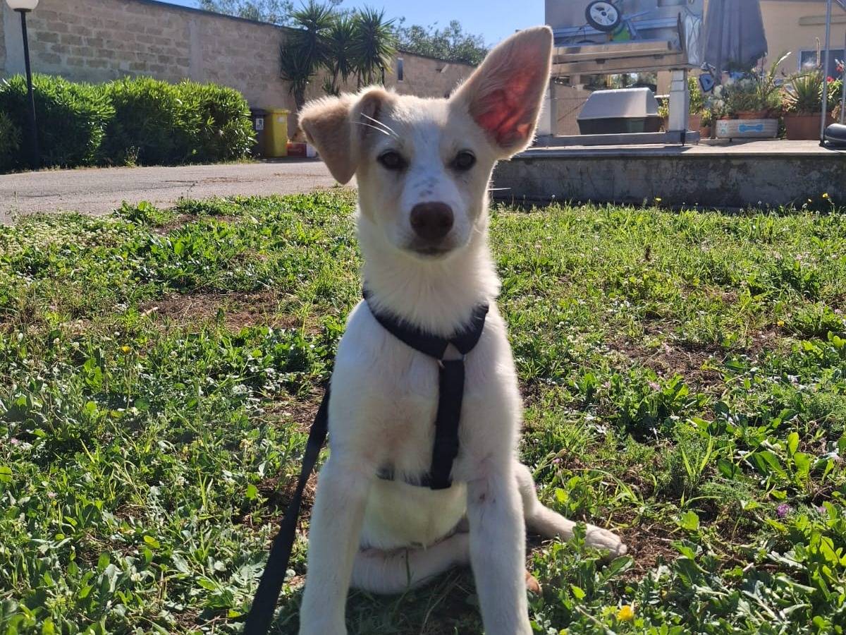 Vuoi adottare un cane a Bari?