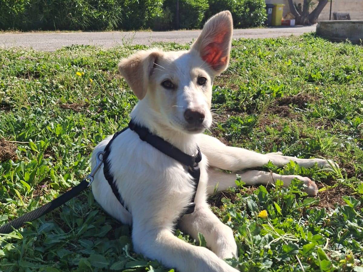 Adotta il cane Kannella  a Bari