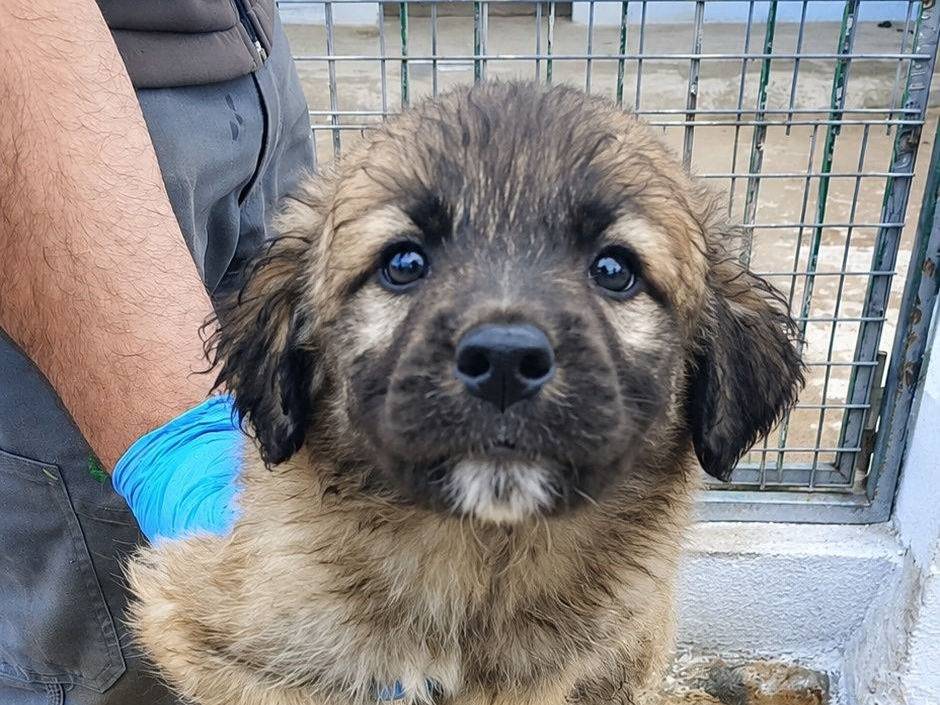 Adozione cane, maschio, Razza sconosciuta Razza sconosciuta, 2 mesi, taglia media, Crotone
