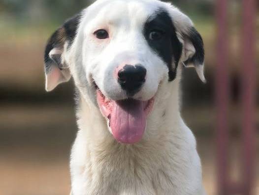 Adozione cane, femmina, Razza sconosciuta Razza sconosciuta, 4 mesi, taglia media, Crotone