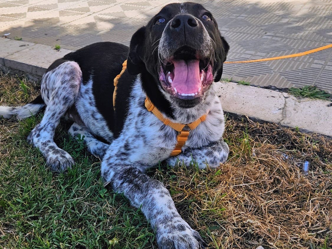 Adotta un cane, maschio, 5 mesi, Alessandria