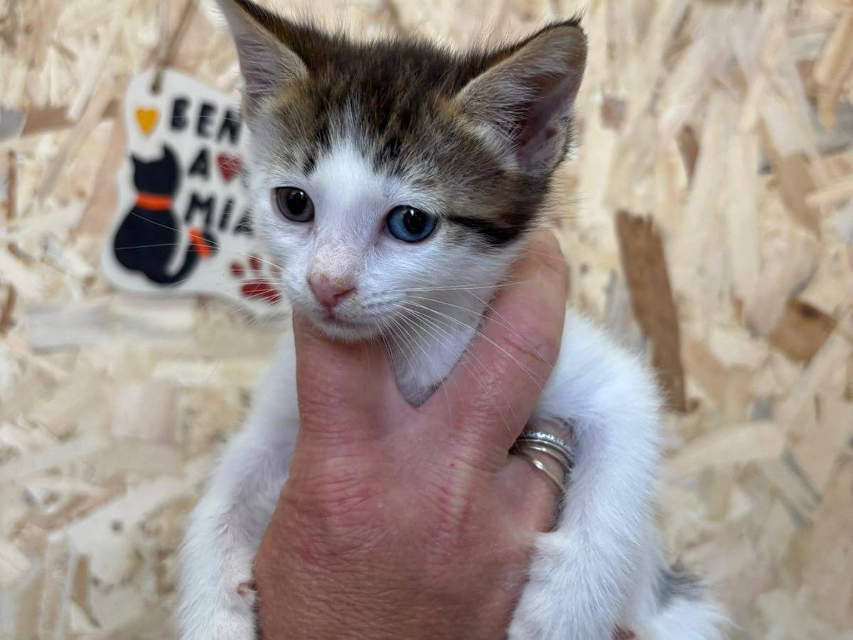 Adotta un gatto, maschio, 2 mesi, Bari