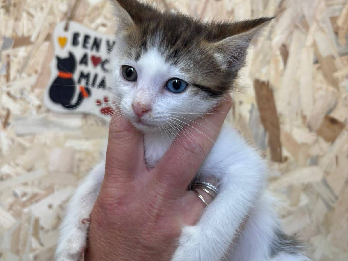 Adotta un gatto, taglia non valida, maschio, Bari