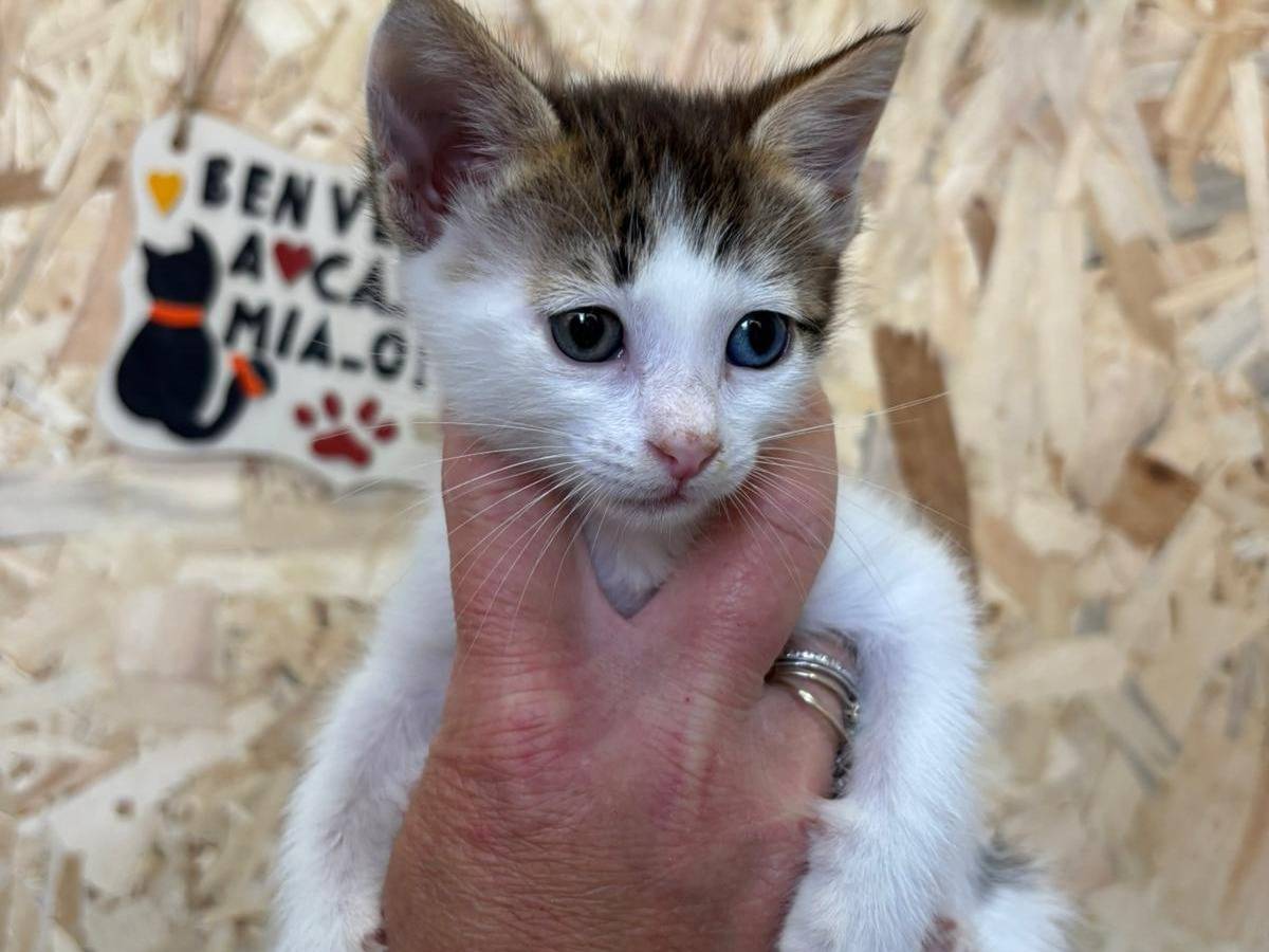 Vuoi adottare un gatto a Bari?