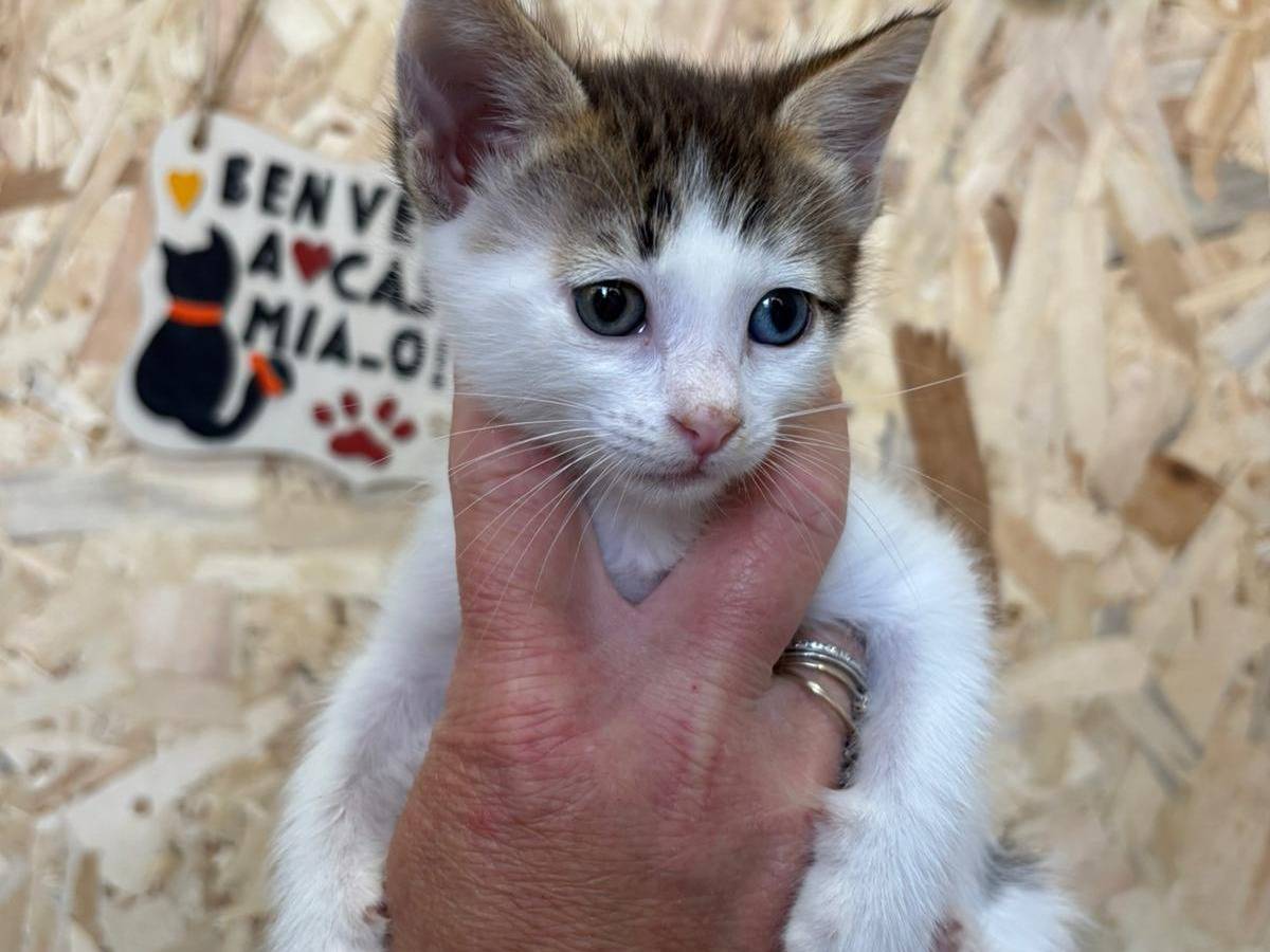 Adotta il gatto Peg perego a Bari