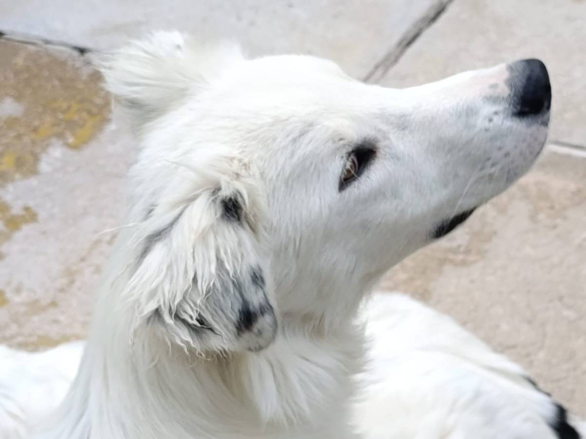 Adozione cane, maschio, Razza sconosciuta Razza sconosciuta, 6 mesi, taglia grande, Avellino