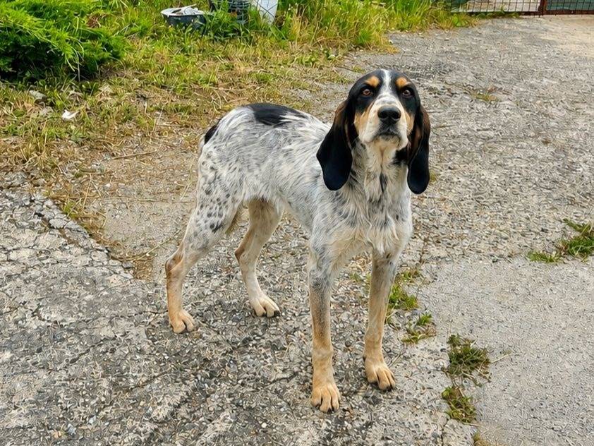 Adozione cane, femmina, Razza sconosciuta Razza sconosciuta, 2 anni e 1 mese, taglia media, Crotone
