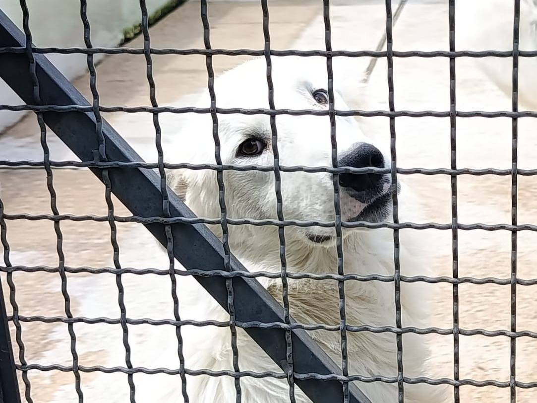 Adotta un cane, maschio, 6 mesi, Avellino
