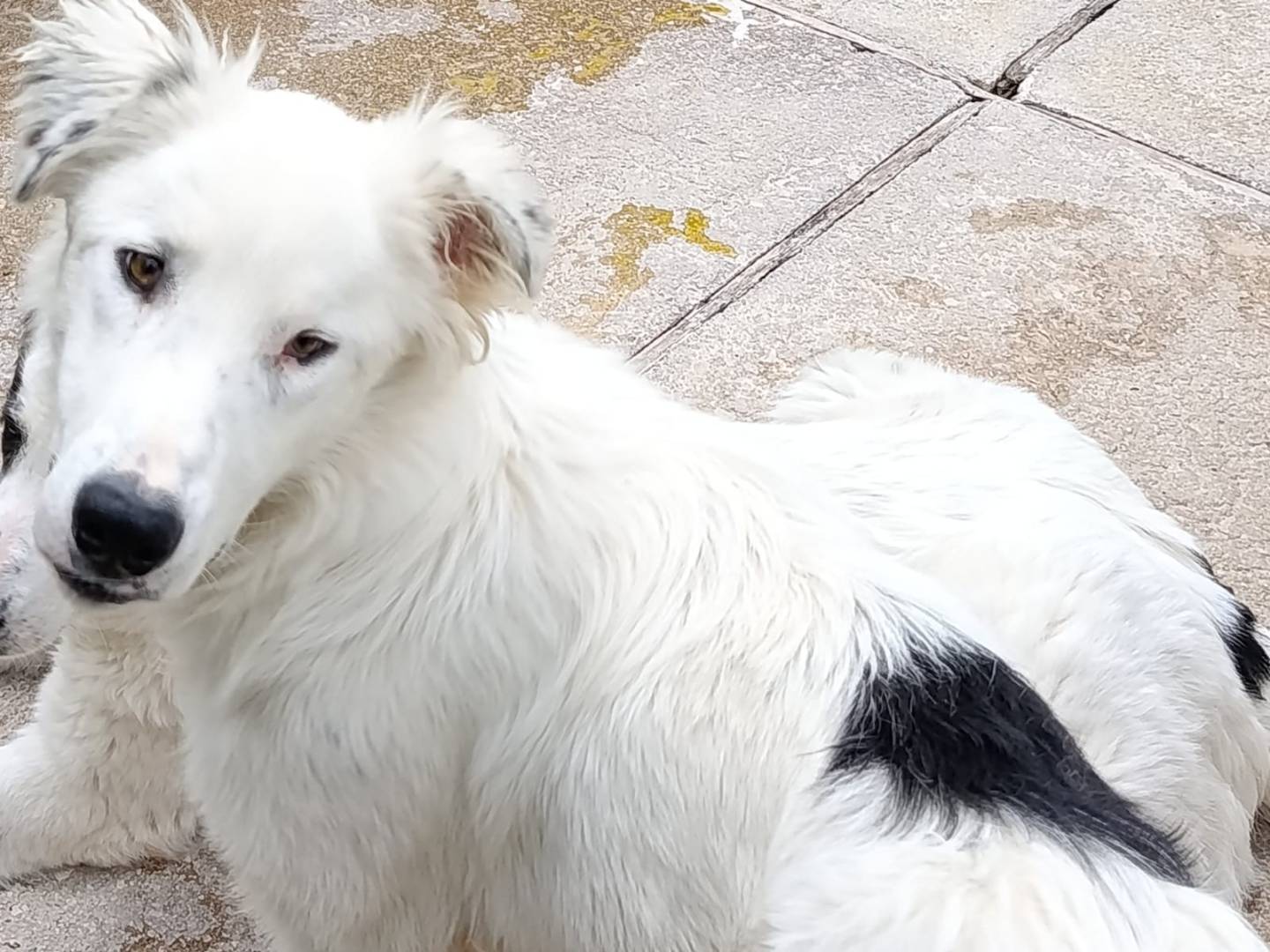 Adotta un cane, taglia grande, maschio, Avellino