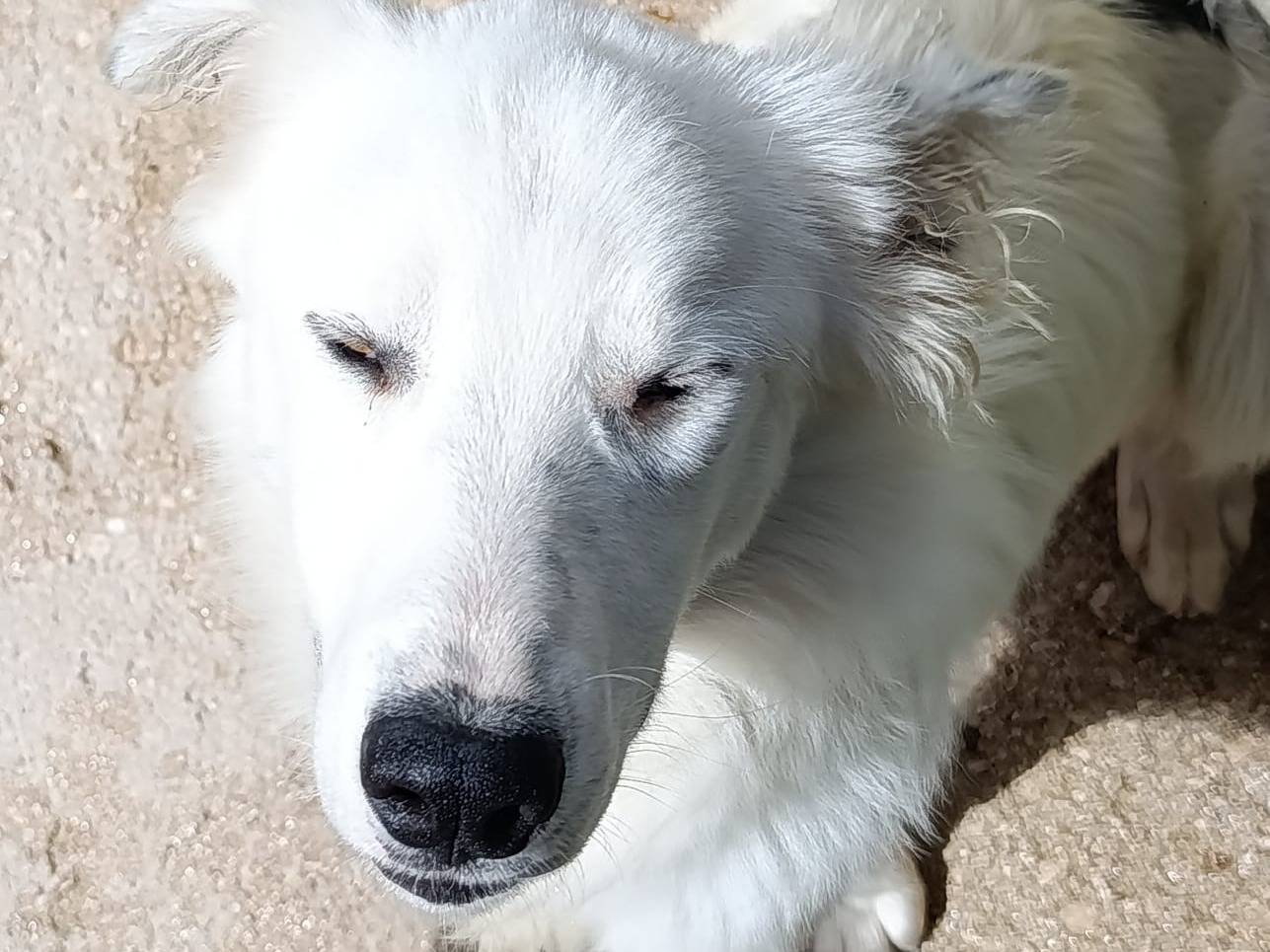 Vuoi adottare un cane a Avellino?