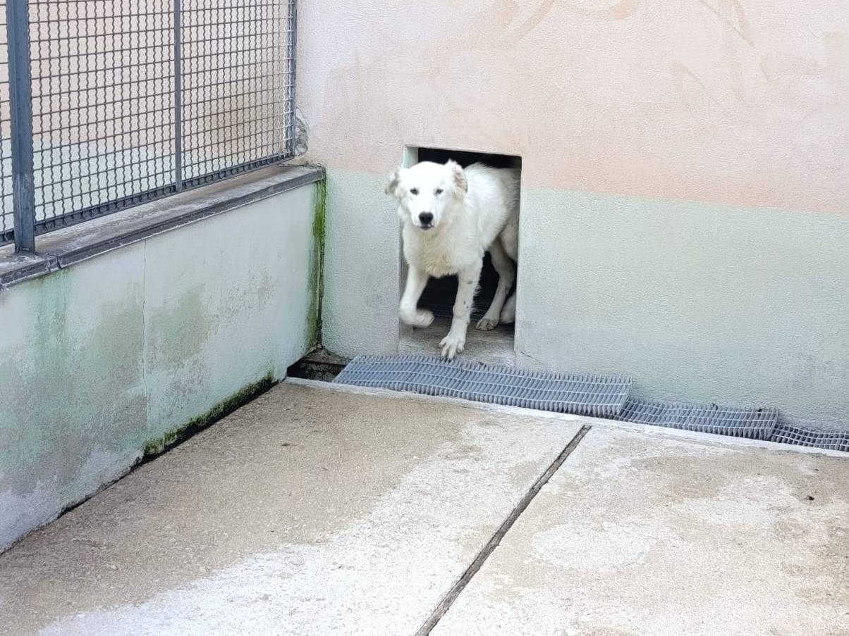 Adotta il cane Lucio  a Avellino