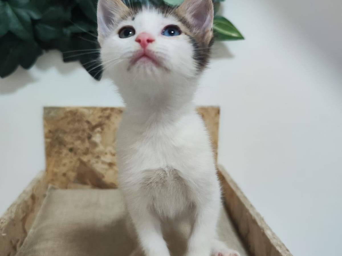 Adozione gatto, maschio, Razza sconosciuta Razza sconosciuta, 2 mesi, taglia non valida, Bari