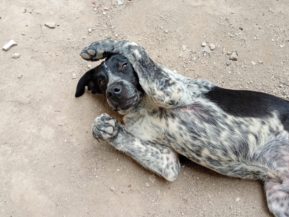 Adotta un cane, maschio, 5 mesi, Bolzano