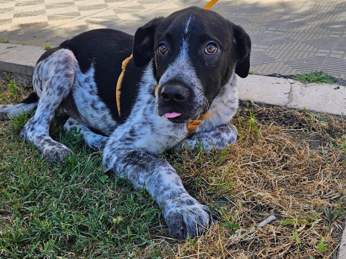 Vuoi adottare un cane a Bolzano?