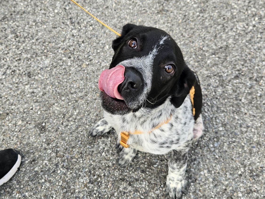 Adozione cane, maschio, Razza sconosciuta Razza sconosciuta, 5 mesi, taglia grande, Milano