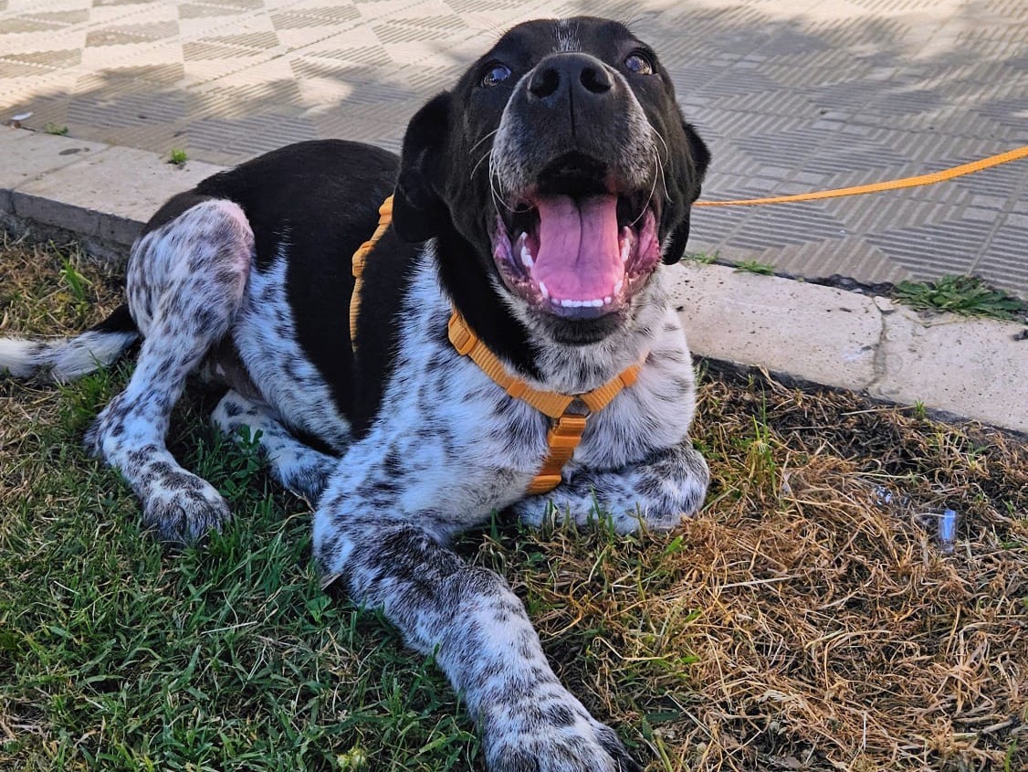 Vuoi adottare un cane a Milano?