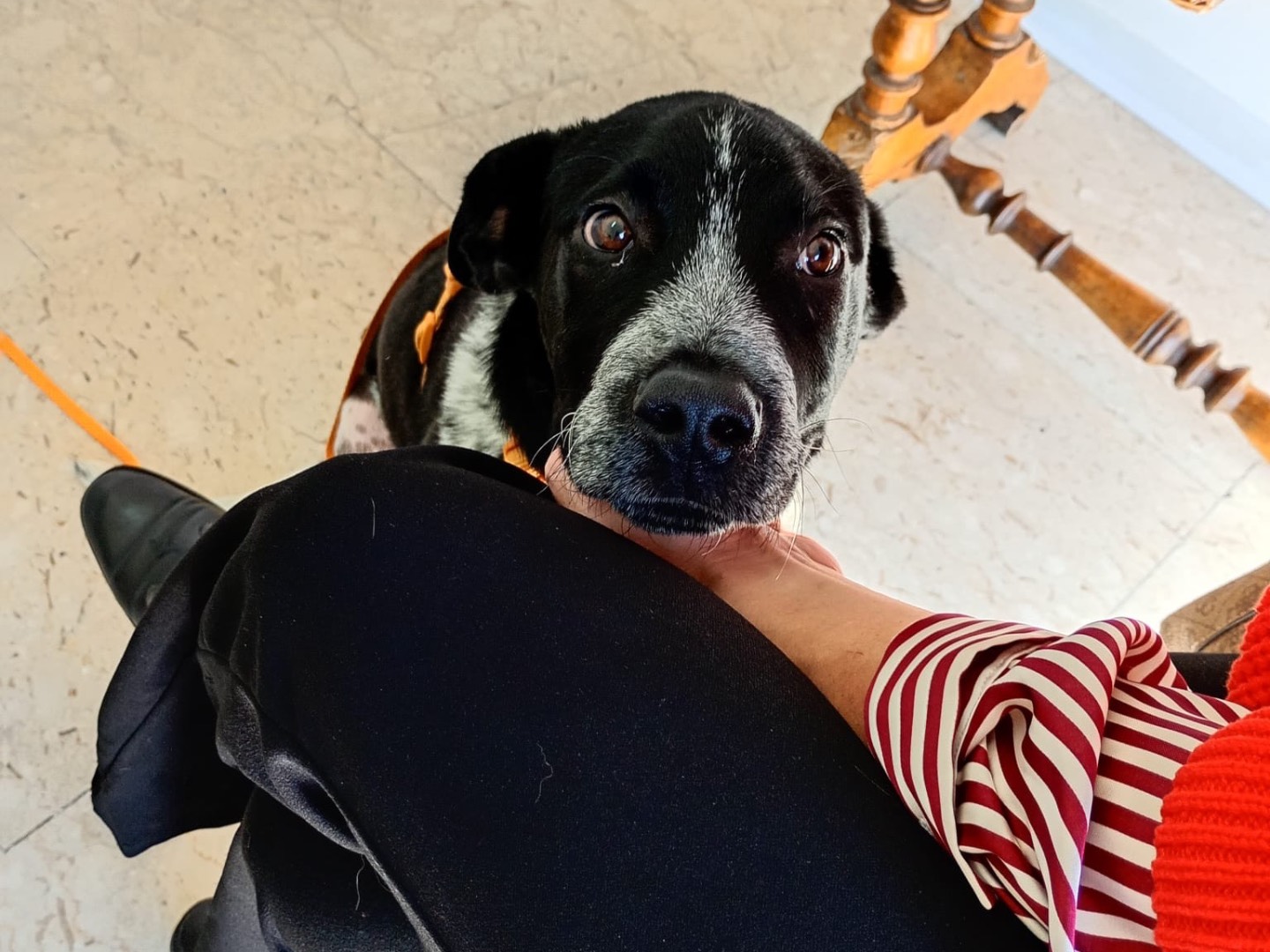 Adotta il cane Yuki a Milano
