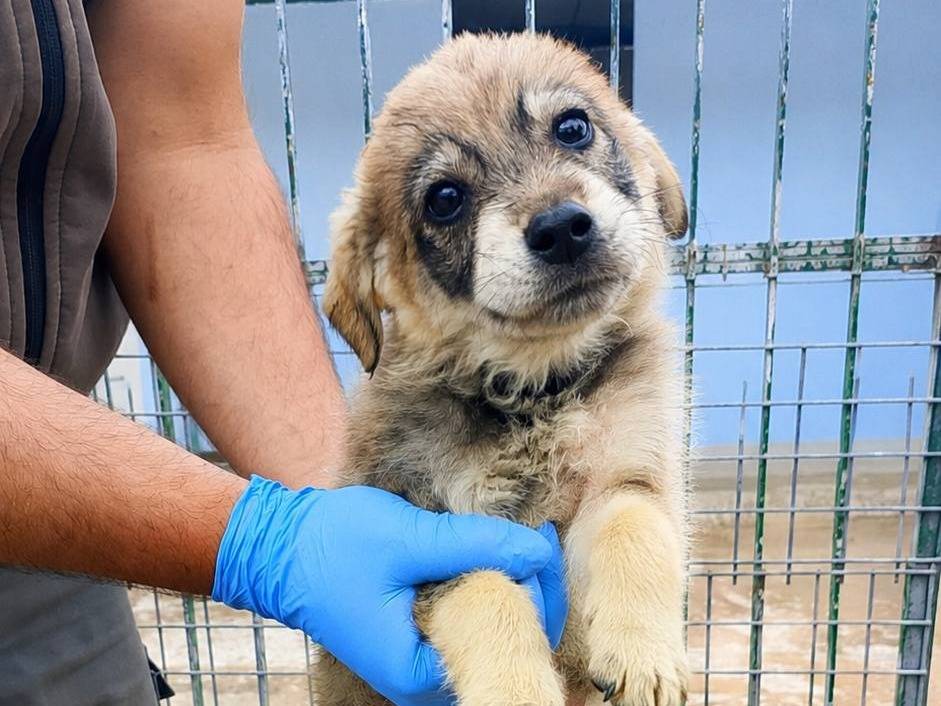 Adozione cane, maschio, Razza sconosciuta Razza sconosciuta, 2 mesi, taglia media, Crotone