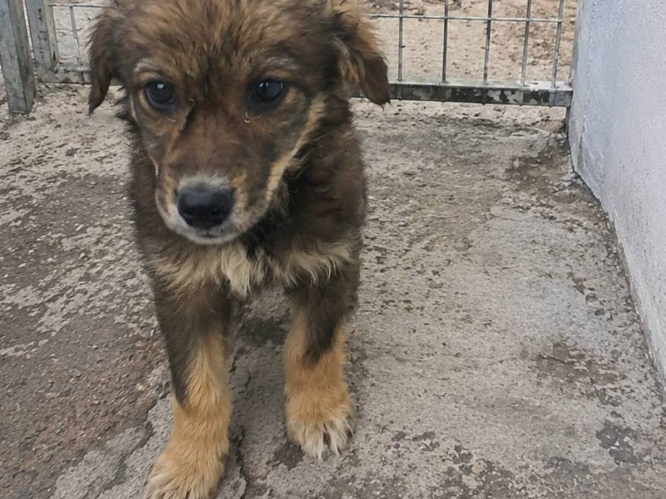 Adozione cane, femmina, Razza sconosciuta Razza sconosciuta, 2 mesi, taglia media, Crotone