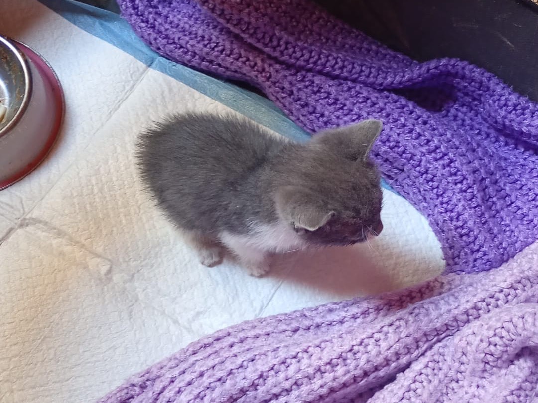 Adozione gatto, femmina, Razza sconosciuta Razza sconosciuta, 1 mesi, taglia non valida, Modena