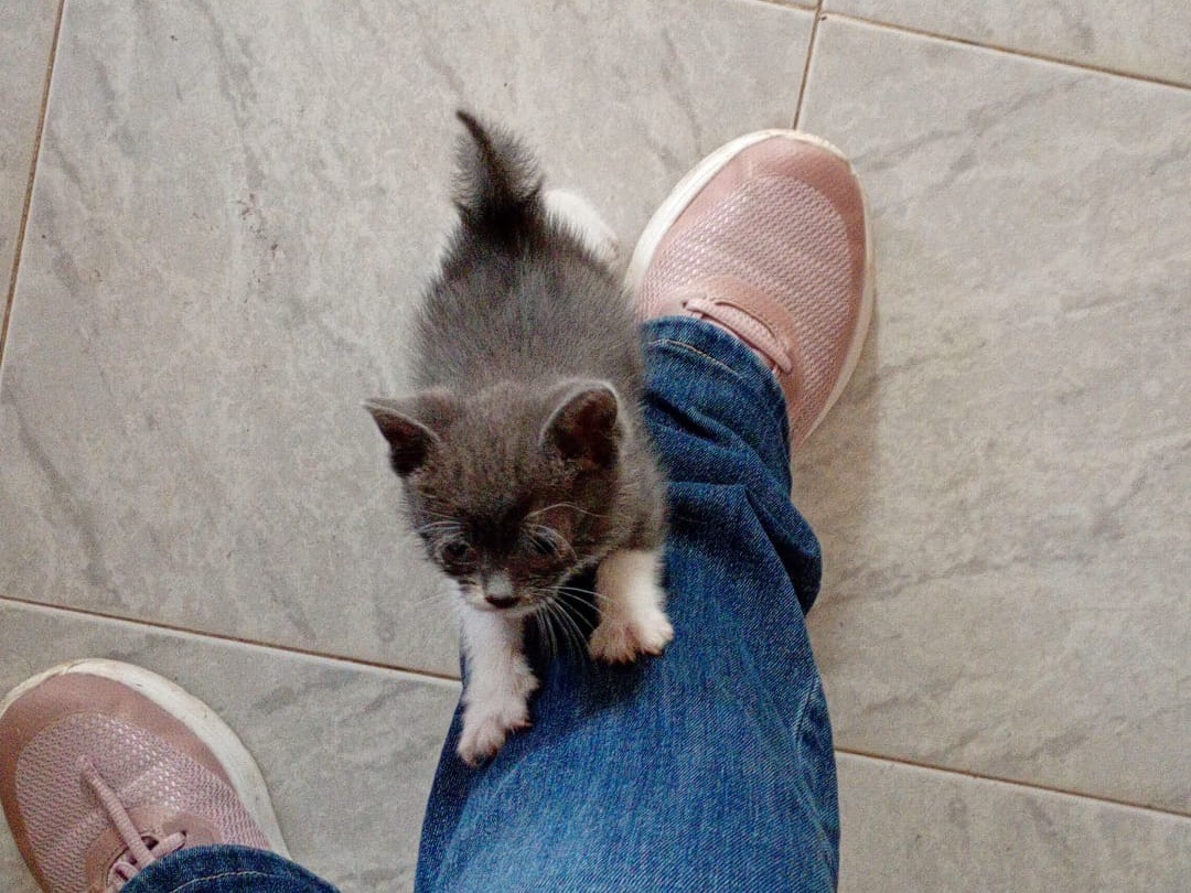 Adotta un gatto, femmina, 1 mesi, Modena