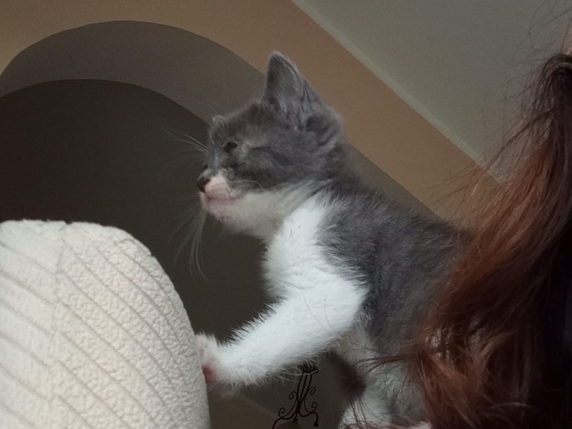 Adotta un gatto, taglia non valida, femmina, Modena