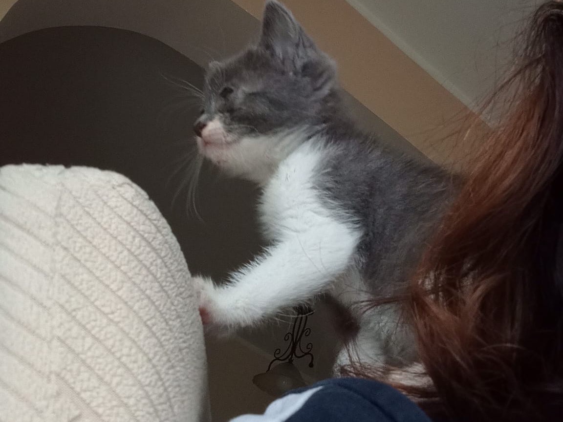 Adotta un gatto, femmina, 1 anno e 1 mese, Firenze