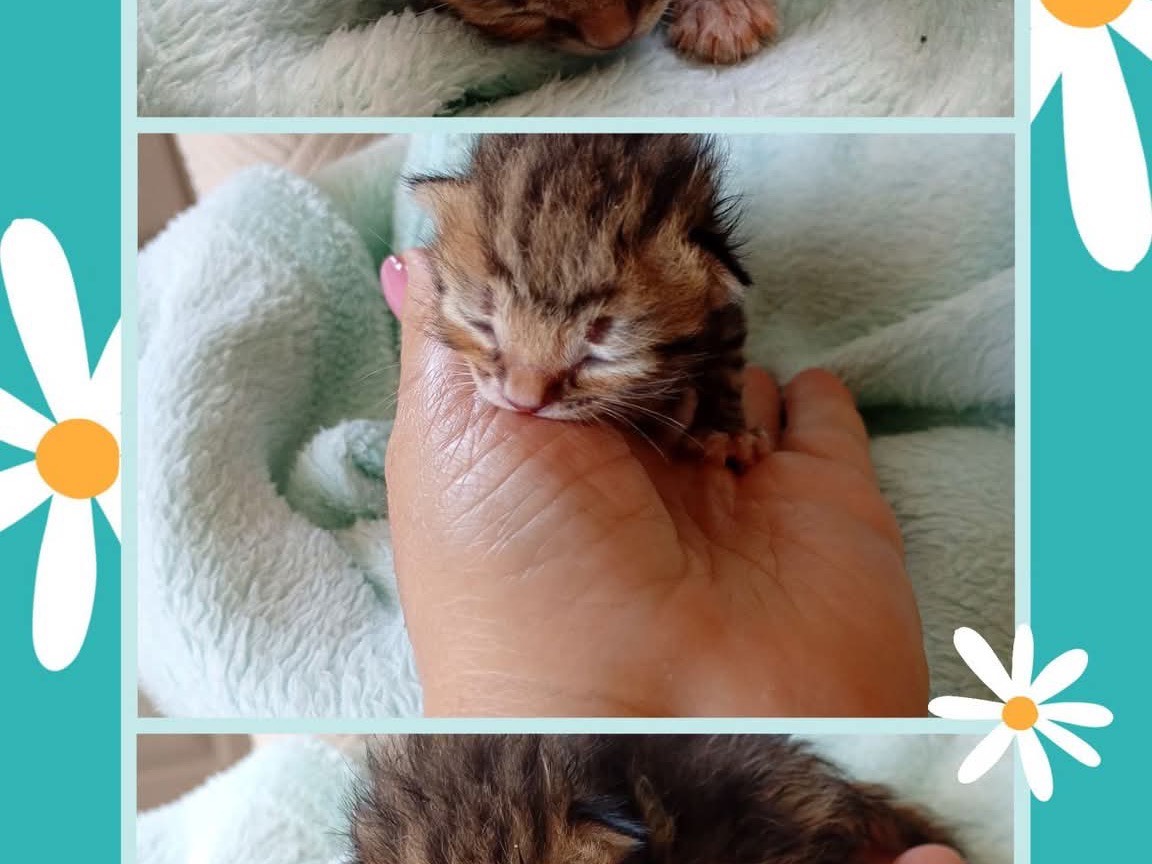 Adozione gatto, maschio, Razza sconosciuta Razza sconosciuta, 2 settimane, taglia non valida, Latina