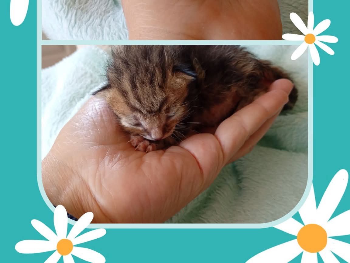 Adotta un gatto, maschio, 2 settimane, Latina