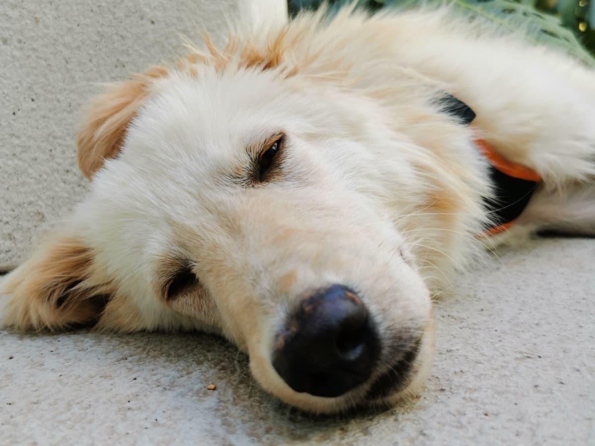 Adotta un cane, taglia media, maschio, Sud